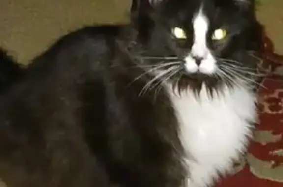 Lost female cat, East County Line Road, 319, Warminster - black and white tuxedo - photo