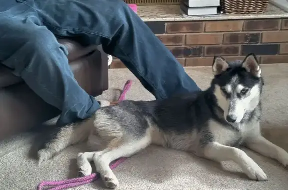Lost female dog, 4000 South, Roy - Black and white Siberian Husky - photo