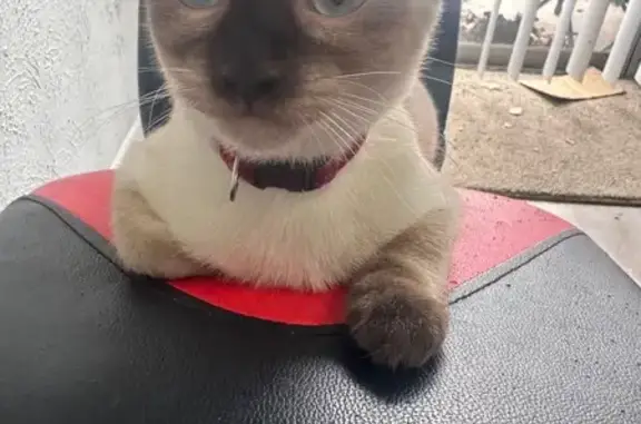 Lost female cat, Park Lane, Dallas - Siamese with dark spots - photo