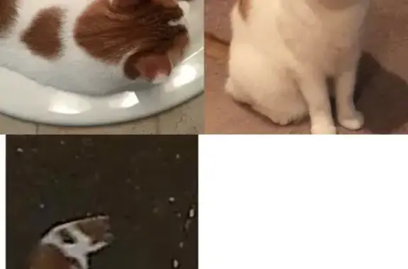 Missing cat Salem, photo: Lost male cat, Timothy Drive Northwest, Salem - white and orange, very shy