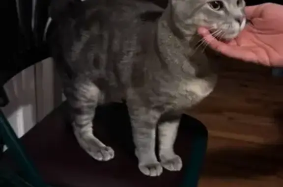 Lost male cat, Eugene Road, Columbia - responds to 'Pelana' - photo