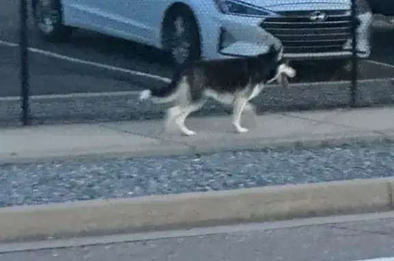 Lost female dog, West 3725 South, 1980, Roy - white grey Siberian husky - photo