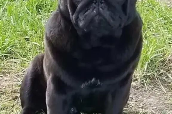 Lost Male Dog, North Denver Avenue West, Tulsa - Black Pug with Microchip - photo