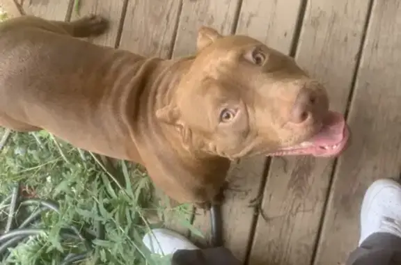 Lost female dog, West Delmar Street, 1908, Broken Arrow - super friendly - photo