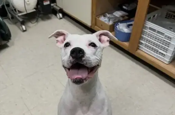 Lost female dog, Easthaven Drive, 4659, Charlotte - deaf with surgery scars - photo