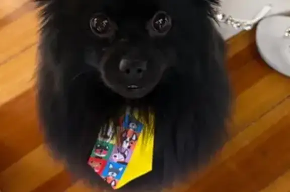 Lost male dog, Cumberland Road, 244, Lowell - black, small, and docile - photo