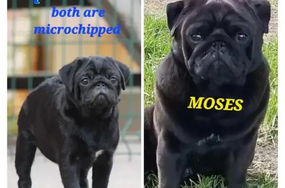 Lost female dog, North Denver Avenue West, Tulsa - energetic black pug - photo