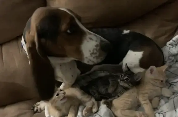 Lost female dog, Marilyn Drive, Pearl - purebred basset hound - photo