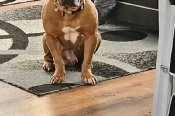 Lost male dog, Indianapolis - tan bully with white chest - photo