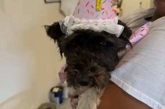 Lost female dog, Ridges Drive, Dundee - black and white with pink collar - photo