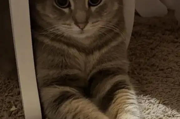 Lost female cat, Elm Street, Cabot - grey with white markings - photo