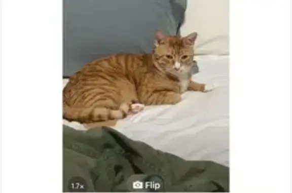Lost male cat, Gates Avenue, New York - yellow with a white belly - photo