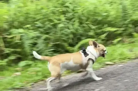 Lost and found pets Singapore, photo: Found female dog, North Bridge Road, Hougang - chihuahua with harness