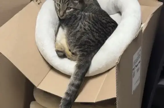 Lost male cat, 6th Avenue South, St. Cloud - dark grey/brown tabby - photo