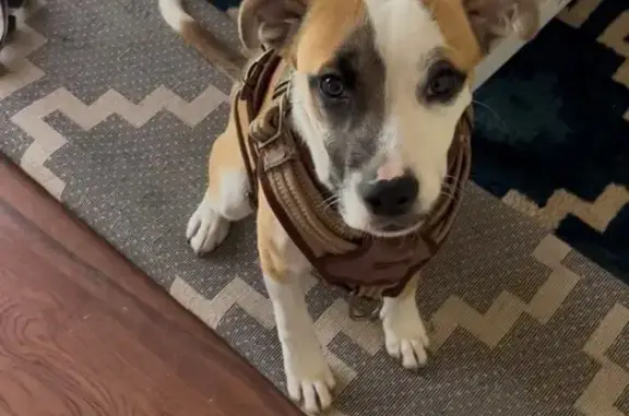 Found dog Waco, photo: Found male dog, Grim Avenue, Waco - Jack Russell terrier mix