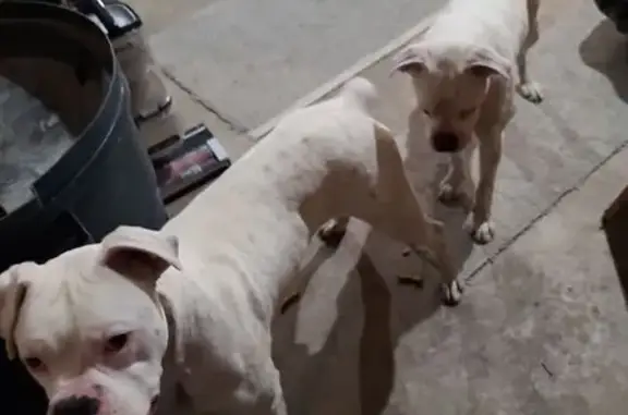 Found pets West Liberty, photo: Found male dog, 155th Street, West Liberty - white boxer