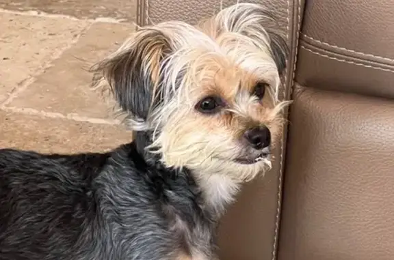 Lost female dog, North Ware Road, McAllen - Yorkie colors - photo