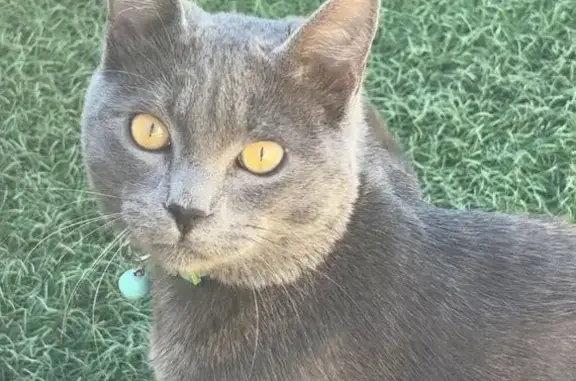 Gato perdido Macho, Sant Vicenc dels Horts (sl495475) - photo