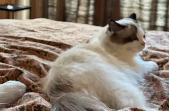 Lost female cat, Johnston Street, Los Angeles - Ragdoll with blue eyes - photo