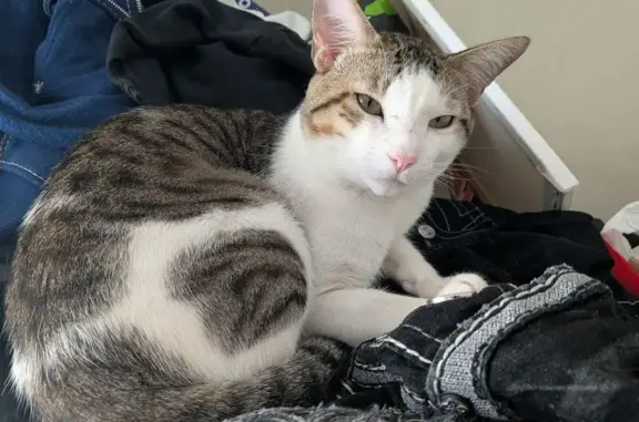 Lost male cat, West Avenue 135th, San Leandro - photo