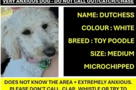 Missing dog Brimbank, photo: Lost female dog, Aspire Boulevard, 142, Melton - blonde and hates being on her back