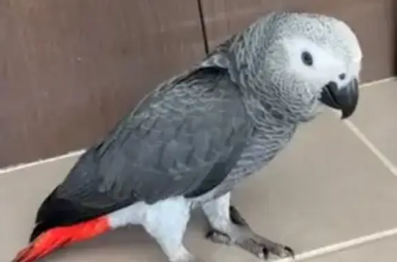 Lost pets Nillumbik, photo: Lost male bird, Mosaic Drive, City of Whittlesea - grey with red tail