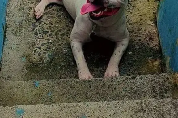 Cachorro perdido Macho (brl002618) - photo