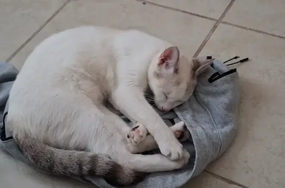 Gatos perdidos, Cancun, foto: Perdido gato hembra, Calle Isla Hawai, 82, Cancún - pelaje blanco con orejas manchadas