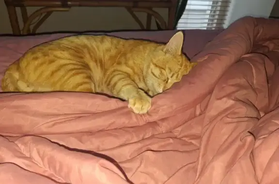 Found female cat, windmill cas...