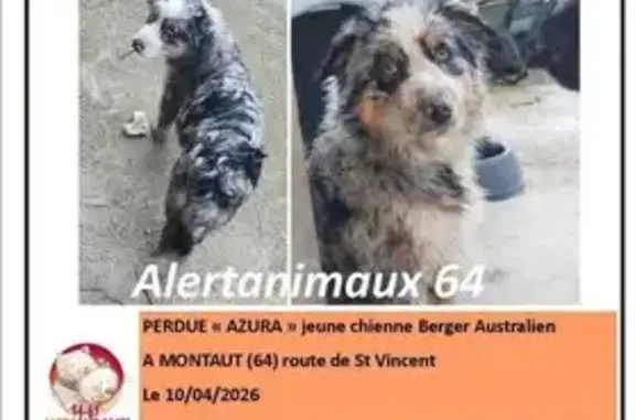 Animaux perdus Montaut, photo: Chien perdu, Route de Saint-Vincent, Montaut - femelle berger australien