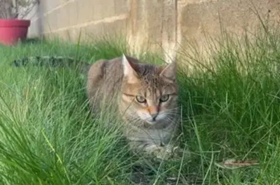 Chat perdu, Véron, photo: Chat perdu, Promenade de l'Est, Véron - mâle castré et pucé
