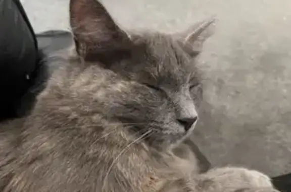 Lost female cat, Dawkins Road, Lewiston - grey semi fluffy coat - photo