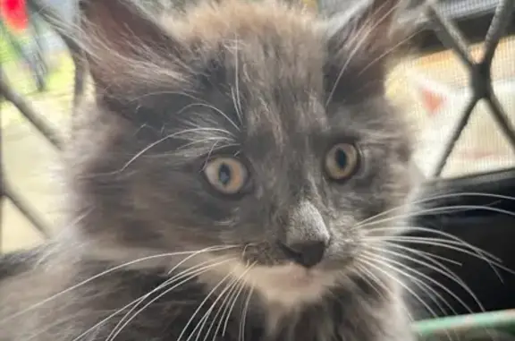 Missing cat Male, Liverpool (al495882) - photo