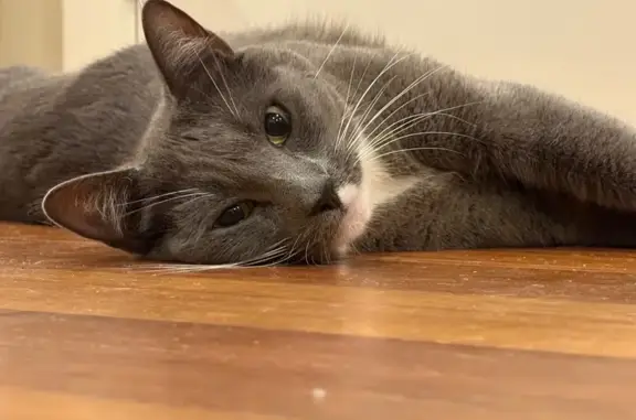 Missing cat Bacchus Marsh, photo: Lost male cat, Turner Street, Bacchus Marsh - grey with white chest and paws