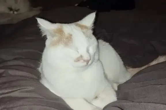 Chat perdu, Bouguenais, photo: Perdu Chat homme, Rue Eugène Varlin, Bouguenais - blanc et roux