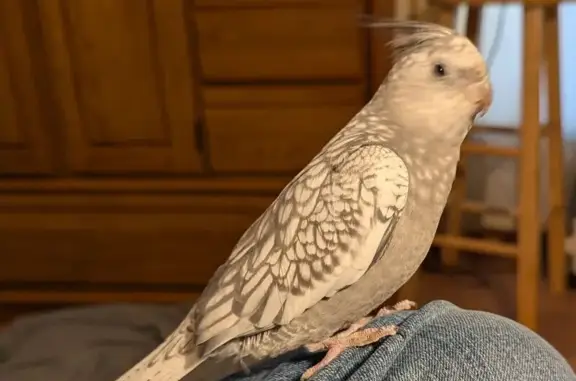 Lost male bird, Asbury Street,...