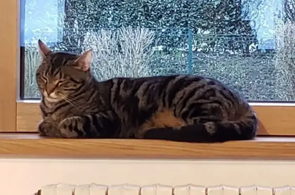 Animaux perdus Cany-Barville, photo: Chat perdu, Cany-Barville, Normandie - tigré, haut sur pattes