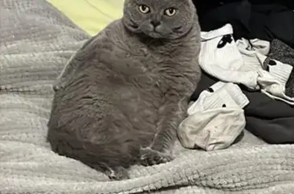 Chat perdu, Garges-lès-Gonesse, photo: Chat perdu, Rue Duvivier, Garges-lès-Gonesse - gris et peureux