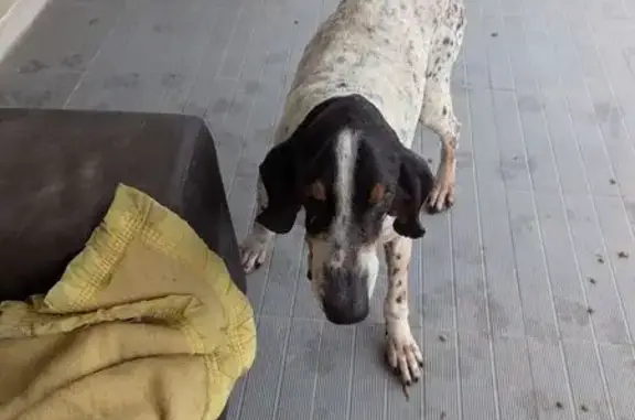 Chien trouvé Sermérieu, photo: Trouvé chien homme, Sermérieu, Auvergne-Rhône-Alpes - type Gascon