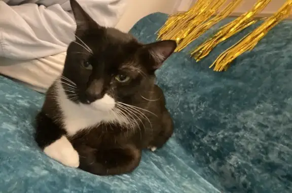 Lost male cat, King Street, 27A, Dandenong - black & white tuxedo - photo