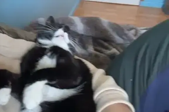 Chat perdu, Rue des Chaumes, 388, Cailloux-sur-Fontaines - noir et blanc avec cœur sur patte - photo