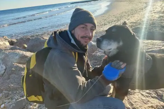 Chien perdu, Avenue des Lacs, Murat-sur-Vèbre - femelle croisée labrador - photo