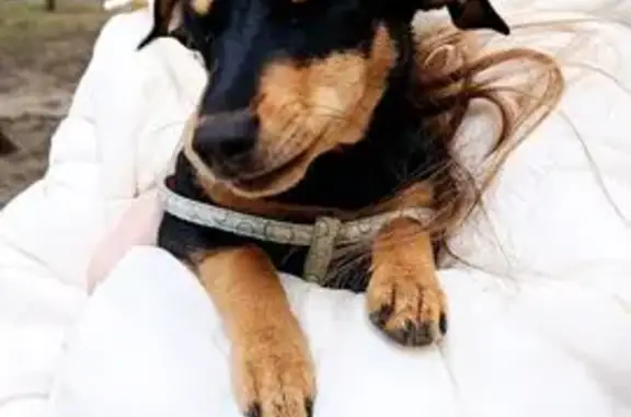 Знайдено собаку, район Кравчук...