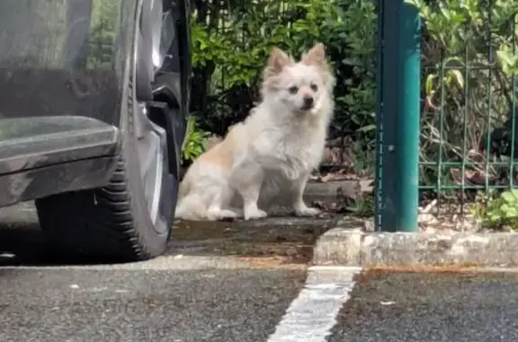 Animaux trouvés Le Coudray, photo: Chien trouvé, Place de l'Europe, Le Coudray - pelage beige