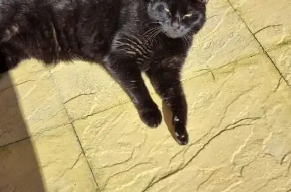 Lost male cat, Cross Road, Deal - black with green eyes - photo