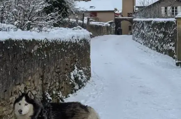 Animaux perdus Gérardmer, photo: Perdu Chien, Rue des Ateliers, Gérardmer - yeux verrons