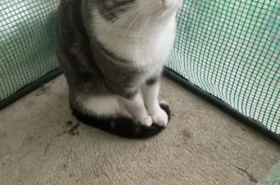 Lost male cat, Muecke Way, Nedlands - photo