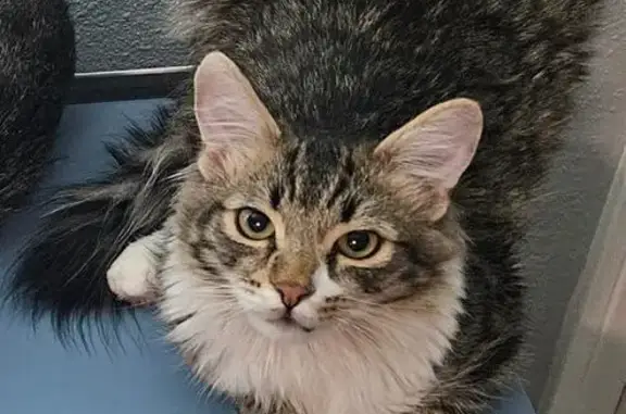 Lost male cat, Hoover Avenue, Las Vegas - petite with white paws - photo