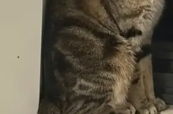 Missing cat Sydney, photo: Lost female cat, Shoreline Drive, Canada Bay - tabby with blue collar