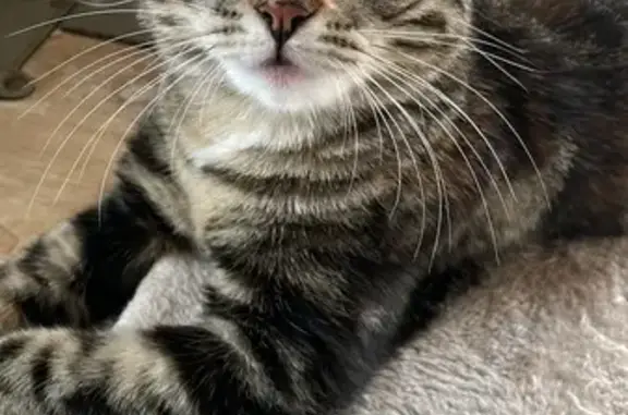 Chat perdu, Impasse Charles Lindbergh, Lyon - femme très peureuse - photo